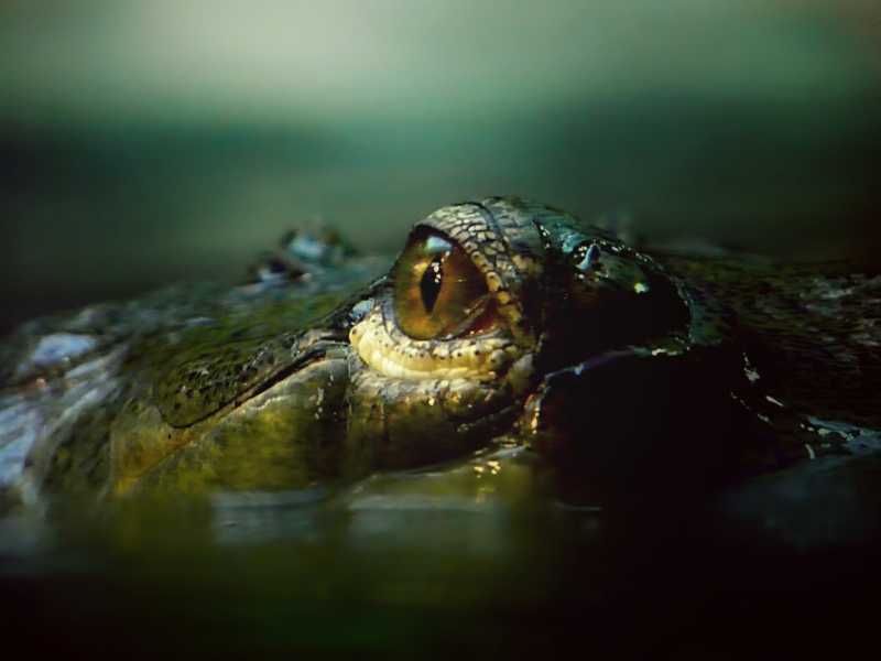 水中的鳄鱼的眼