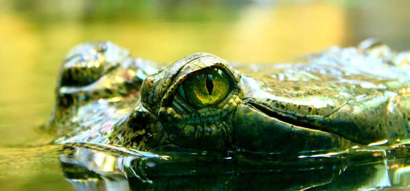 印度大鳄鱼眼睛特写