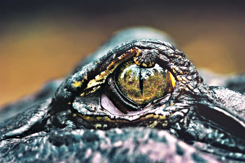 恐怖的鳄鱼眼睛特写