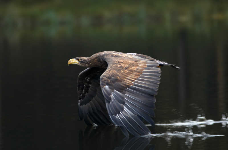 飞翔中的鹰用翅膀接触水面
