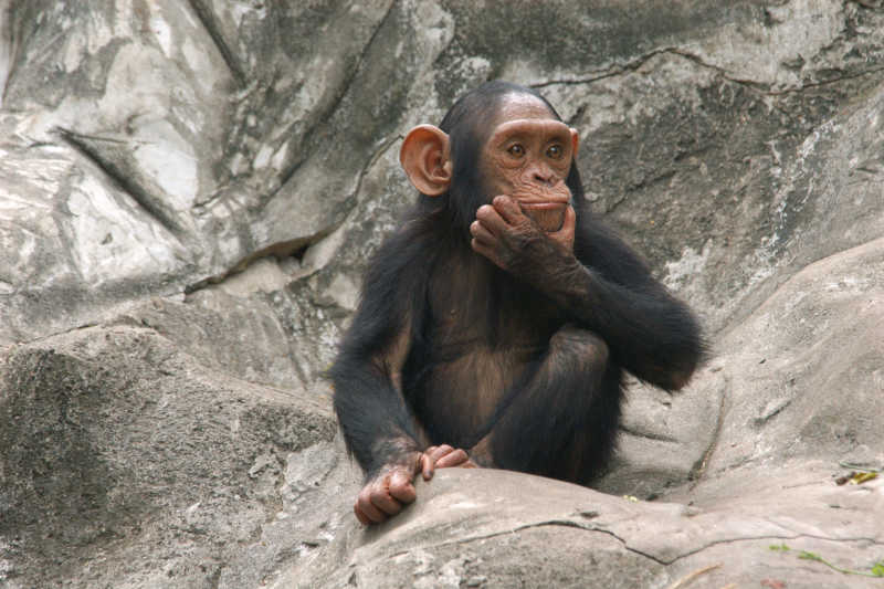 站在山上的小黑猩猩