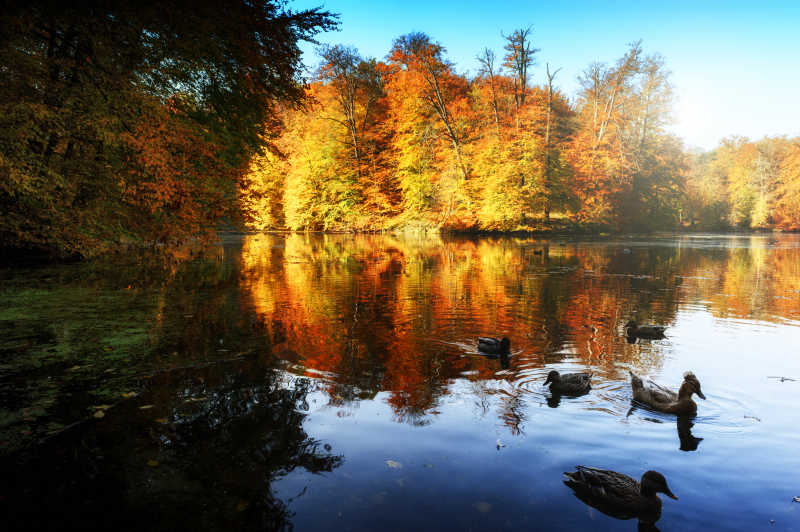 秋季的大自然森林湖泊特写
