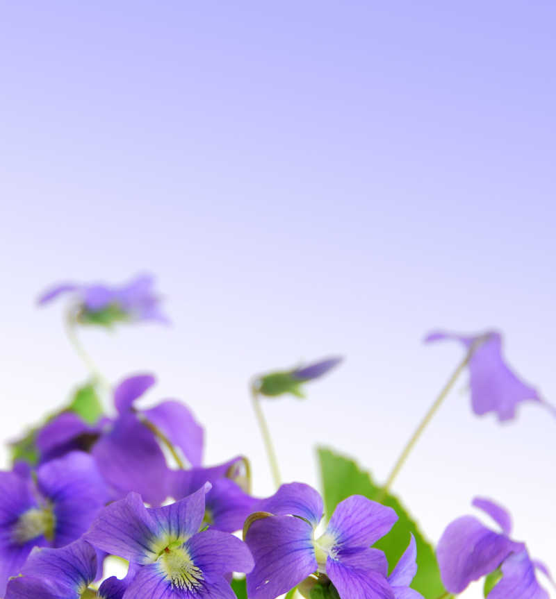 白紫色背景下的紫罗兰色的花朵