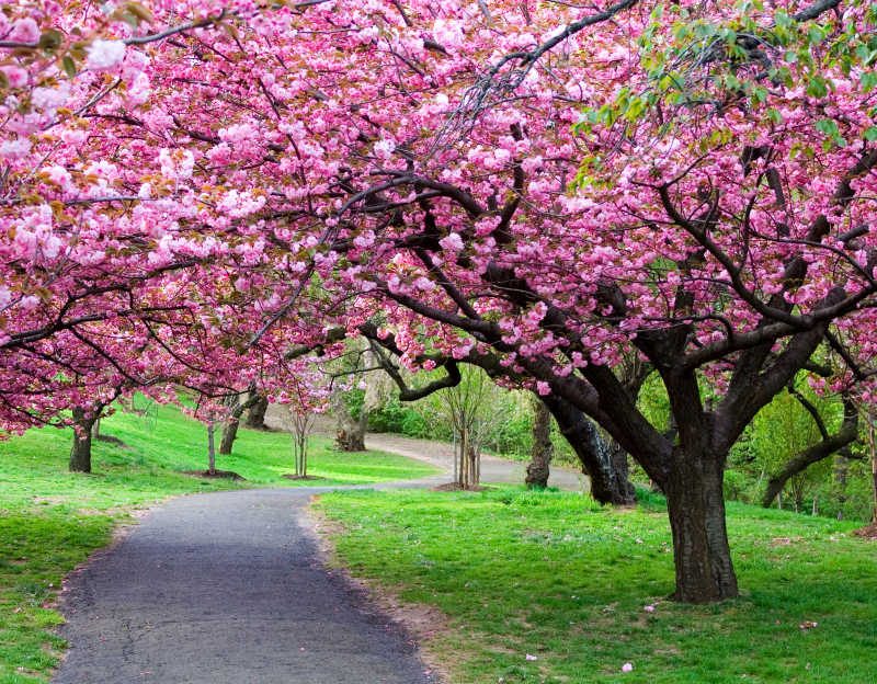 粉色樱花树下的小路和草地