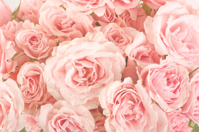 簇在一起的粉红色玫瑰花