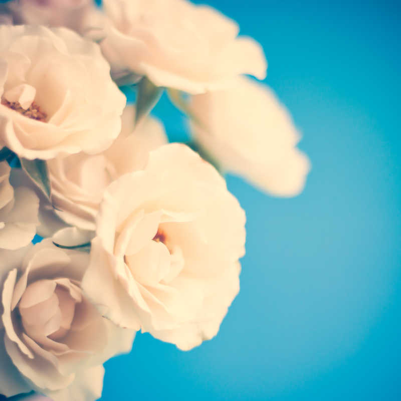蓝色背景下盛开的白色玫瑰花
