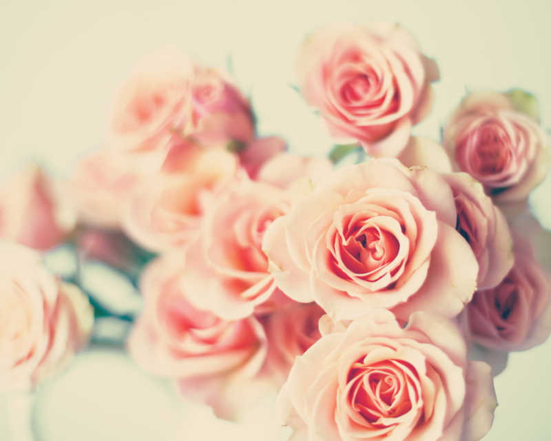 一簇美丽的粉红色玫瑰花特写