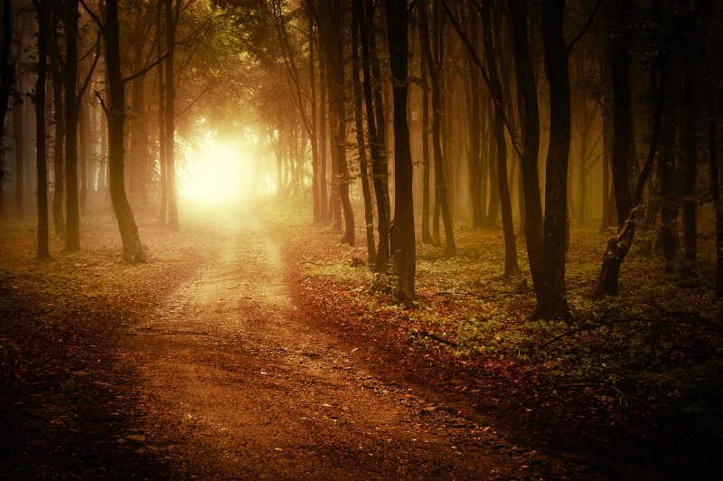 黑暗的森林里有一条小路尽头是光明
