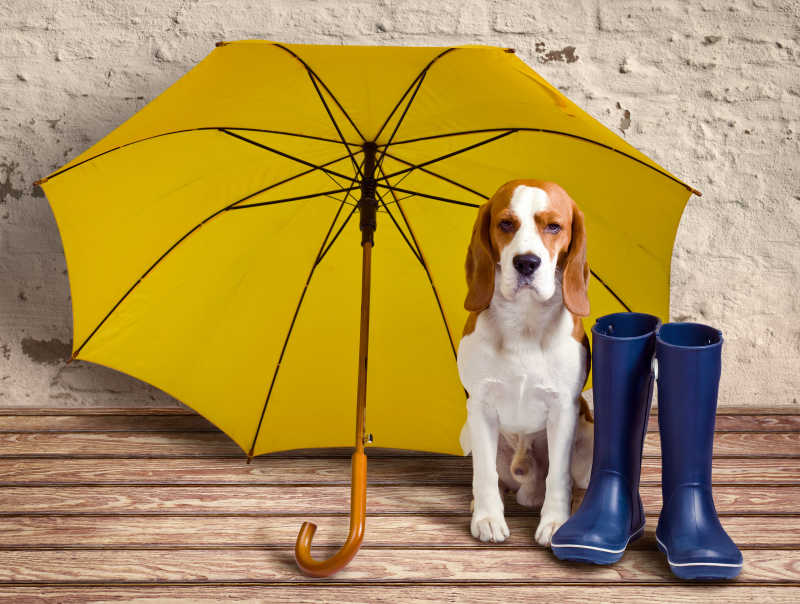狗狗在主人雨伞和雨靴边等待