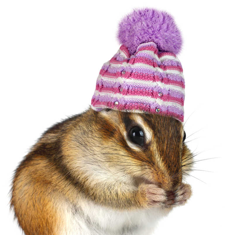 戴着帽子的可爱花栗鼠