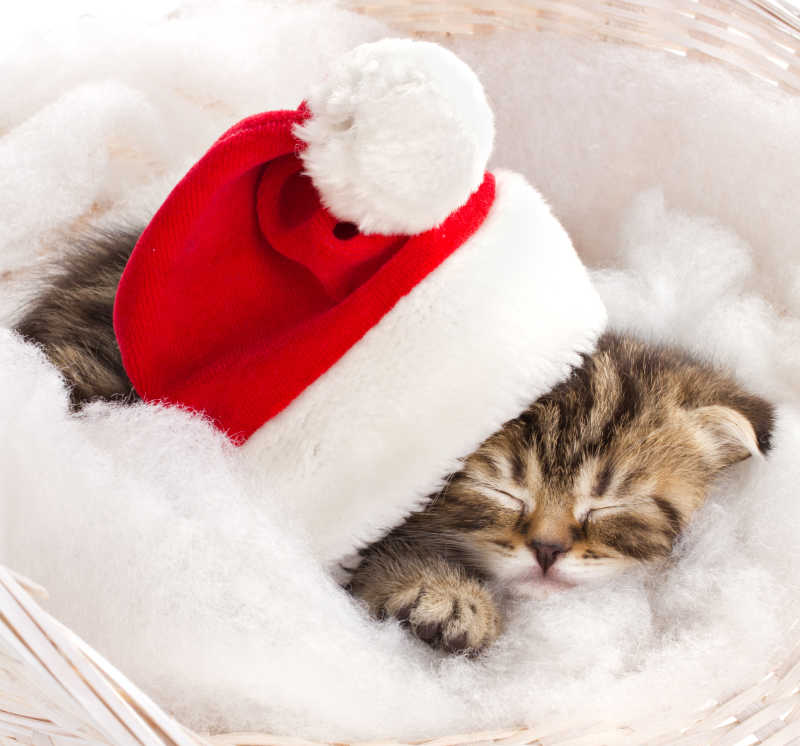 戴着圣诞老人帽子的小猫