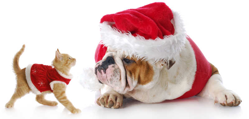 猫和狗的可爱圣诞装扮