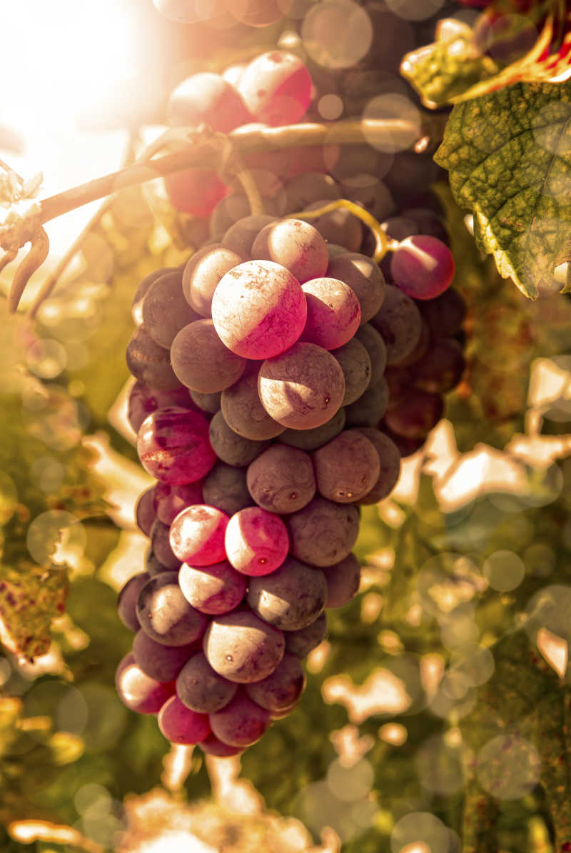 有阳光照射的新鲜成熟的葡萄