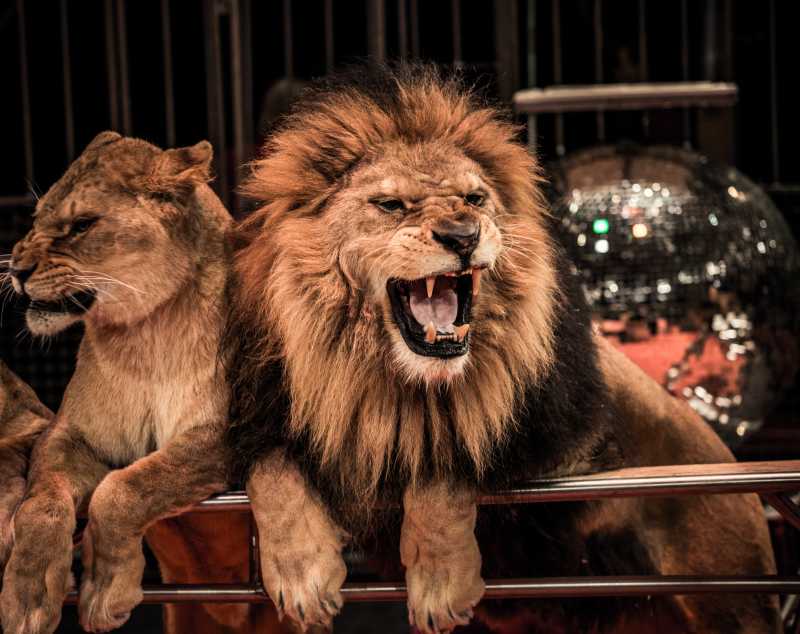 在马戏团的舞台上无聊到打哈欠的狮子们