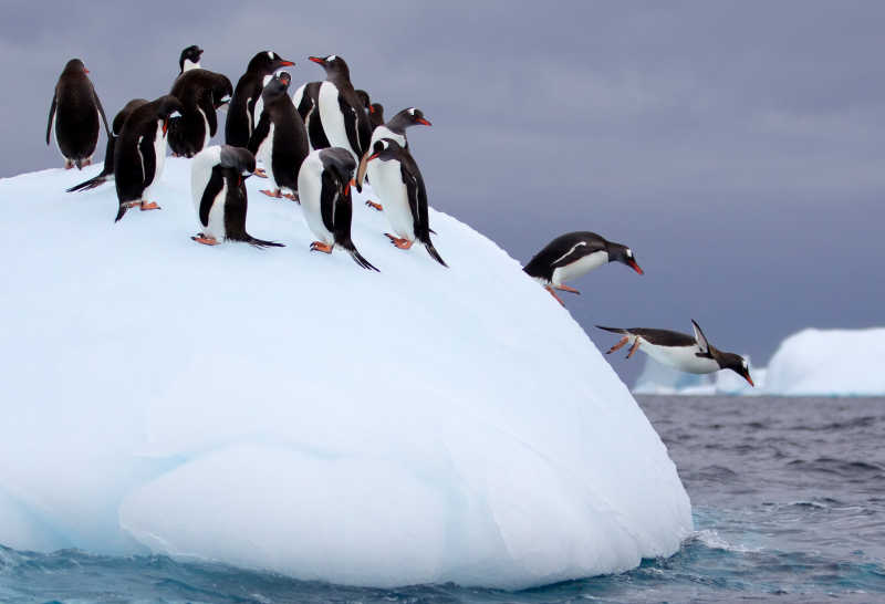 从冰山上跳跃的企鹅