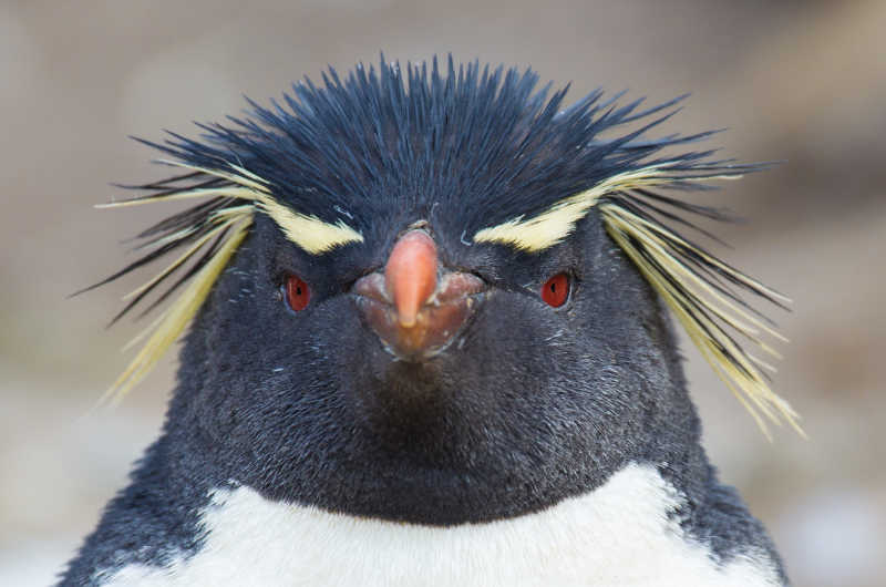 看着相机的凤冠企鹅