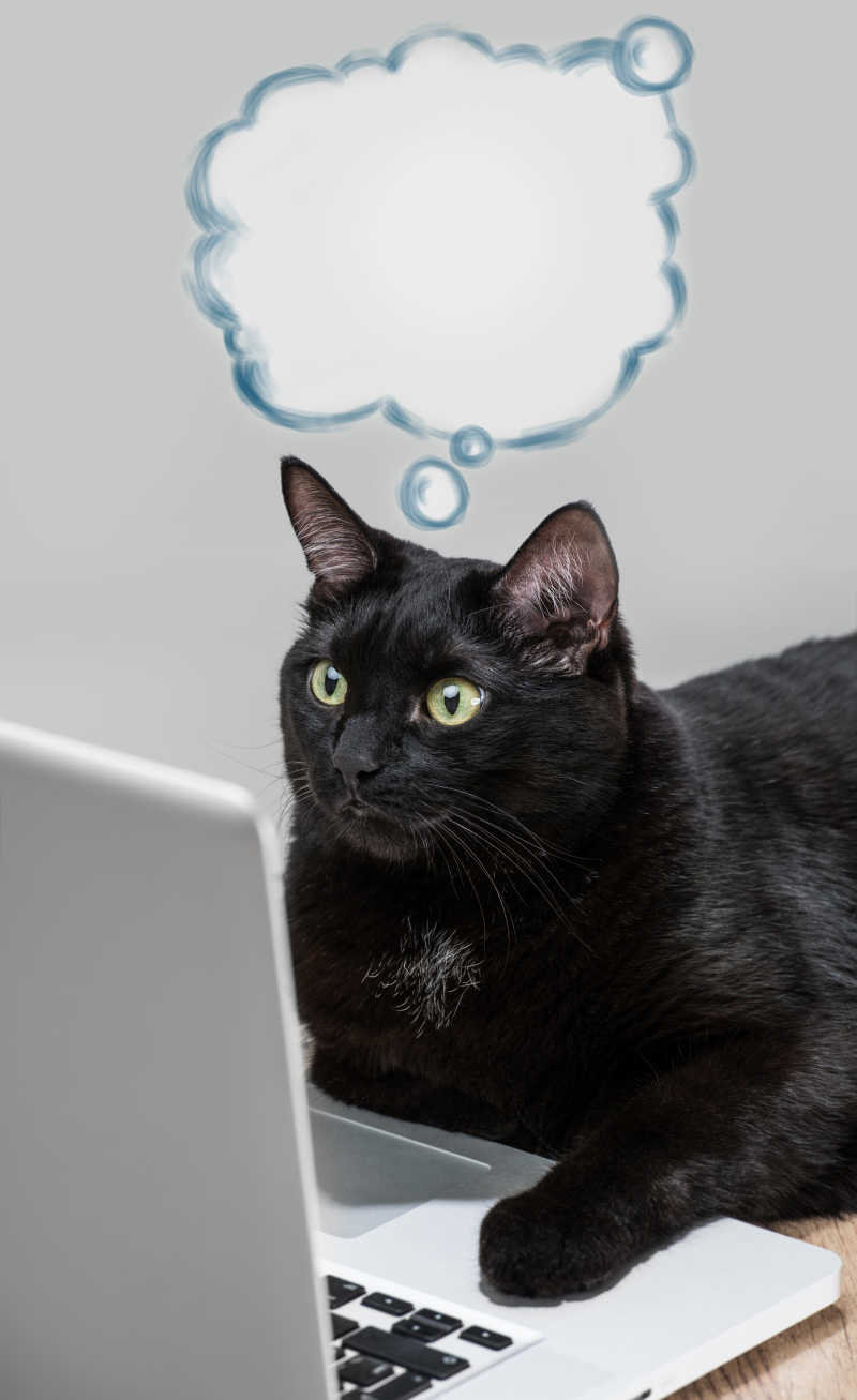 正在玩笔记本电脑的头脑放空的黑猫