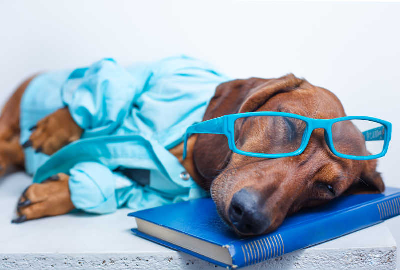 穿着衣服带着眼镜的狗狗躺在书上