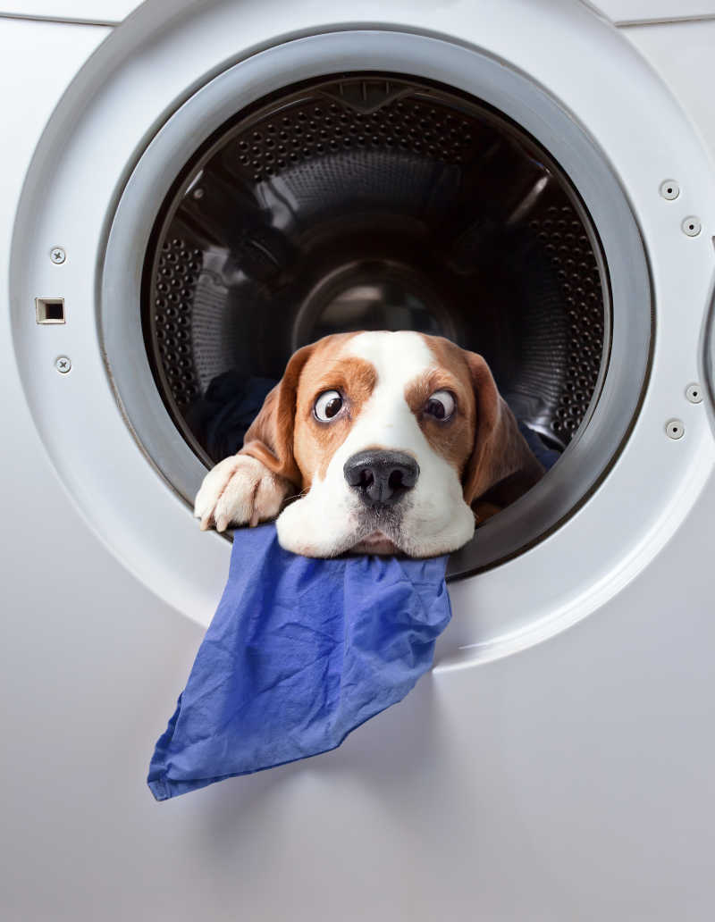 滚筒洗衣机里的小狗