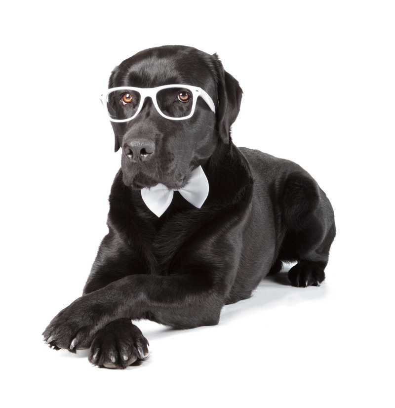 白色背景下带着白色的领结和白色眼镜的黑色拉布拉多猎犬