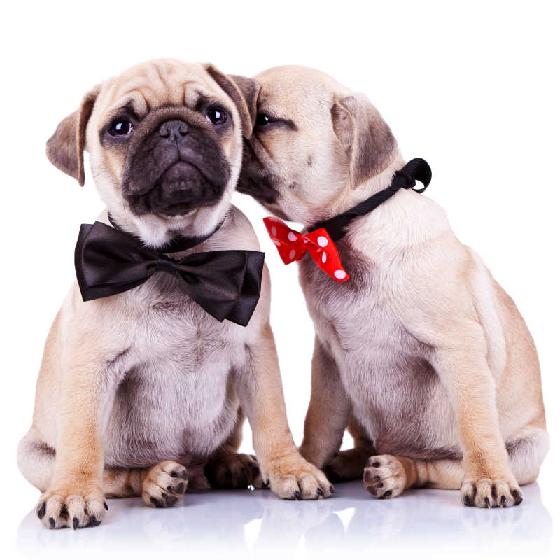 白色背景下两只可爱的正在耳语或亲吻的绅士狗