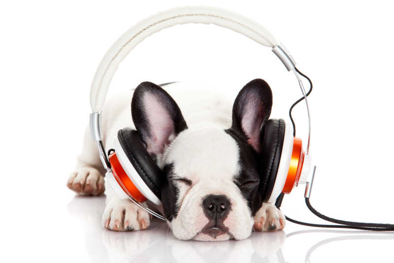 白色背景下带着耳机听音乐的小狗