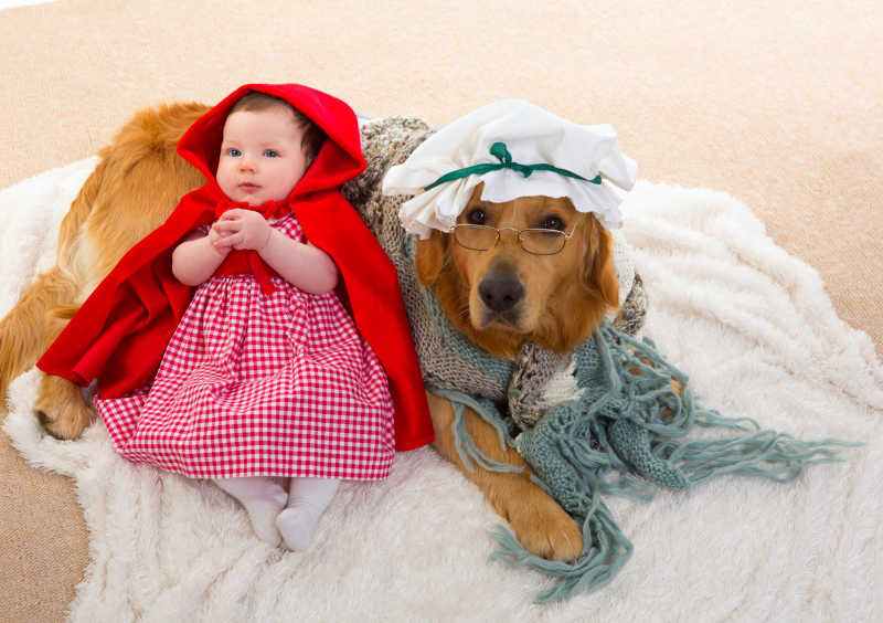 白色毛绒毯上小红帽打扮的婴孩和外婆打扮的狼狗