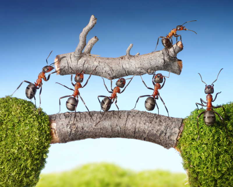 蚂蚁搬运可用的树杈