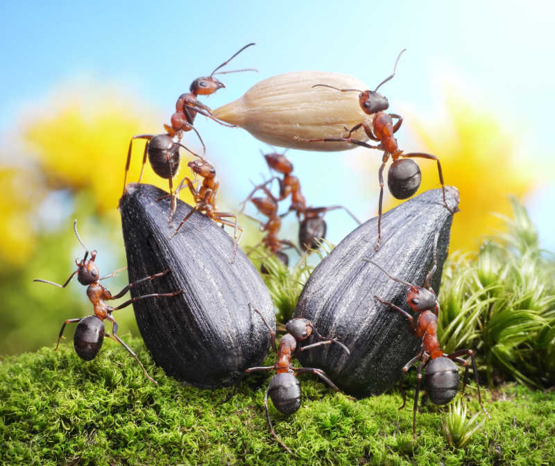 分配葵花籽的蚂蚁