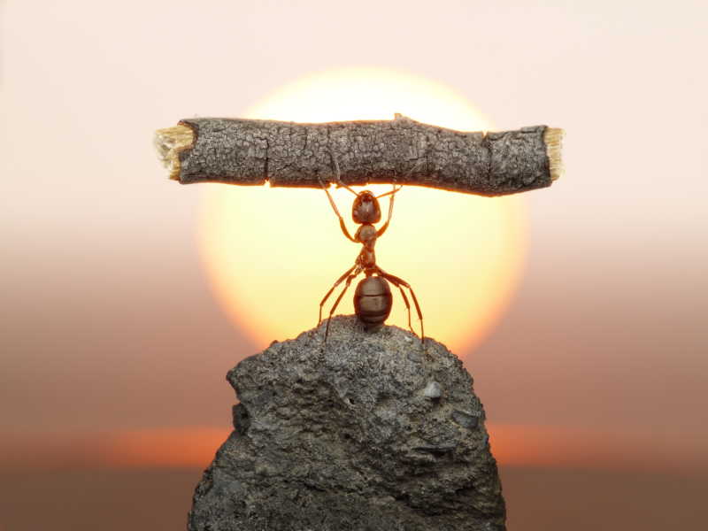 蚂蚁和夕阳