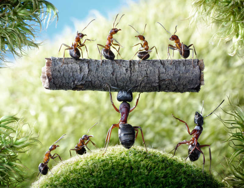 蚂蚁的力量