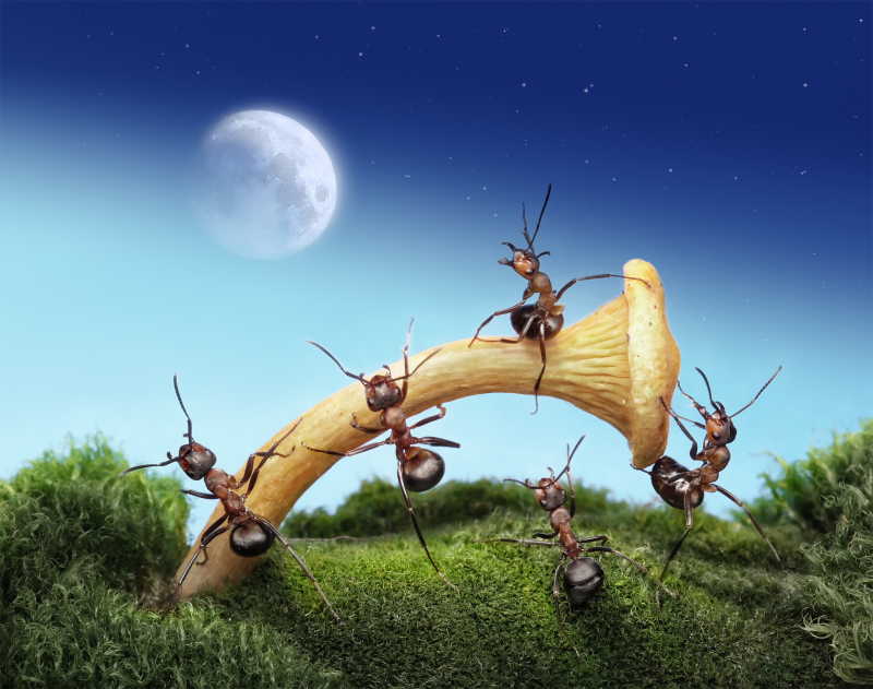 月光下在蘑菇上玩耍的蚂蚁