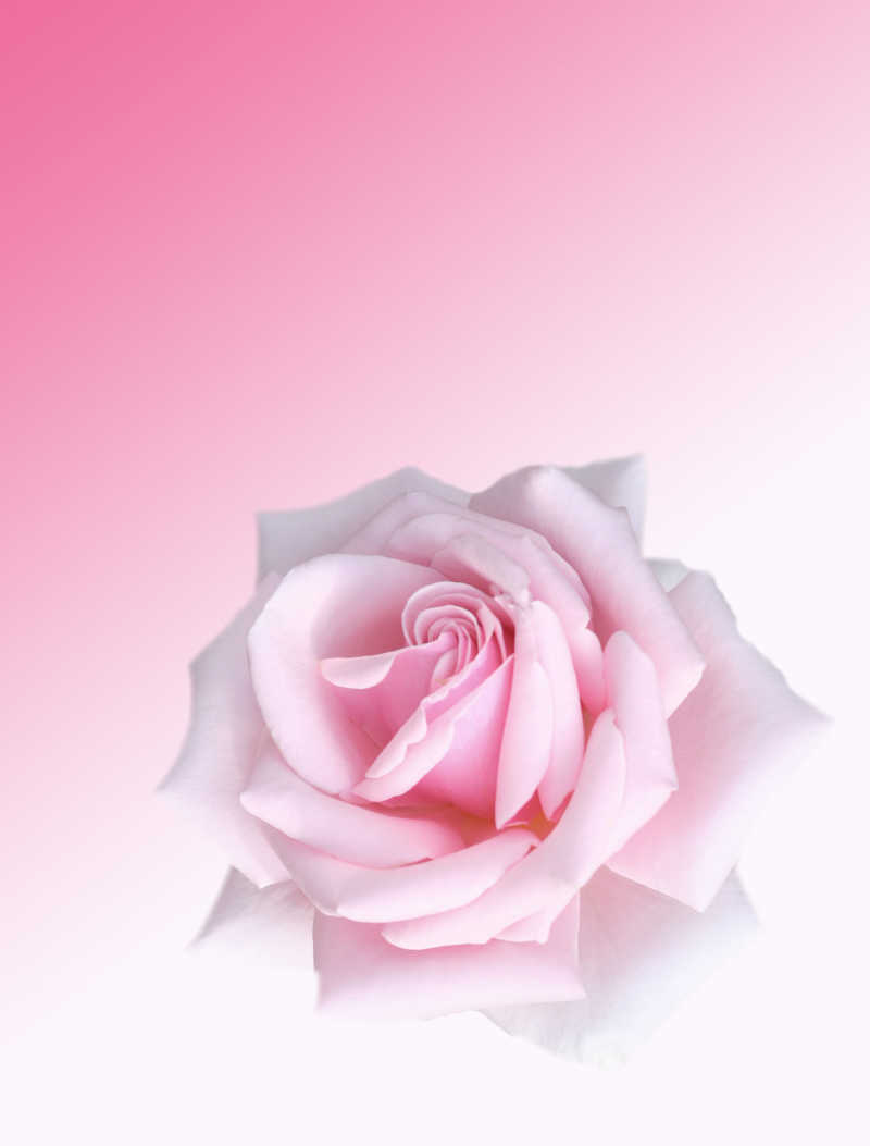 一朵粉色的玫瑰花