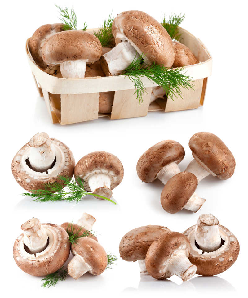 白色背景下的鲜蘑菇