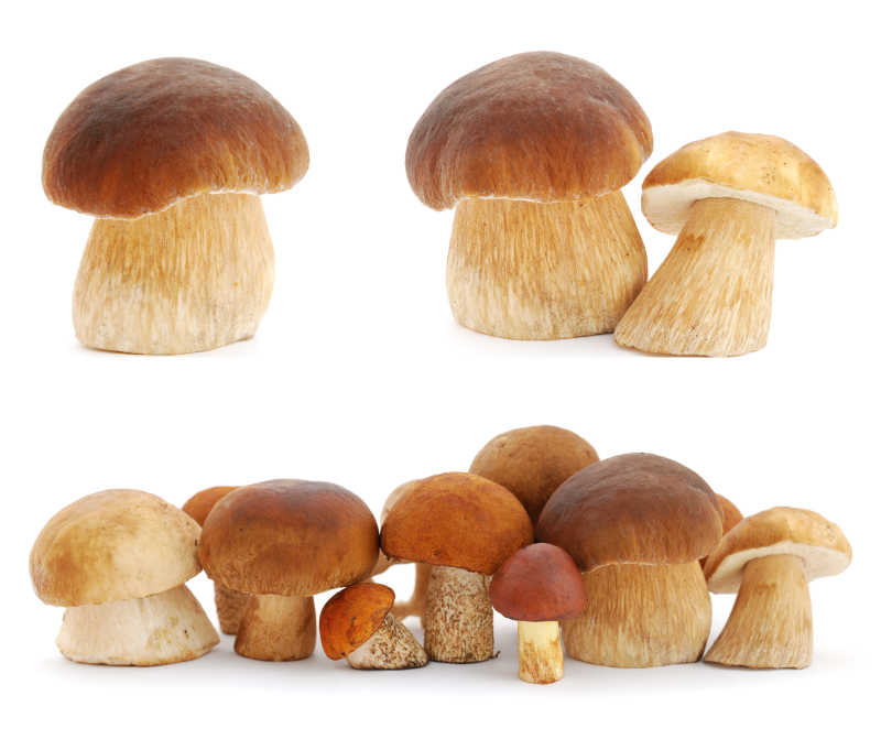 白色背景下的蘑菇