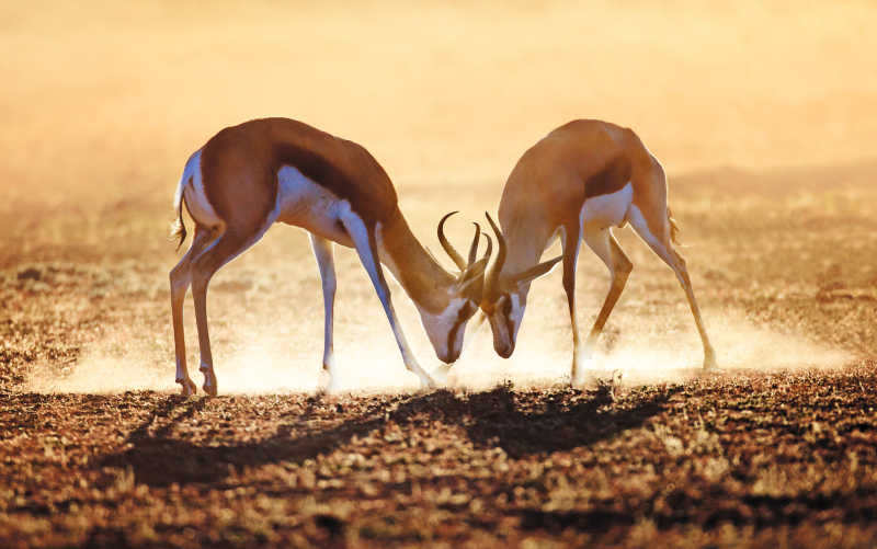 喀拉哈里沙漠的跳羚