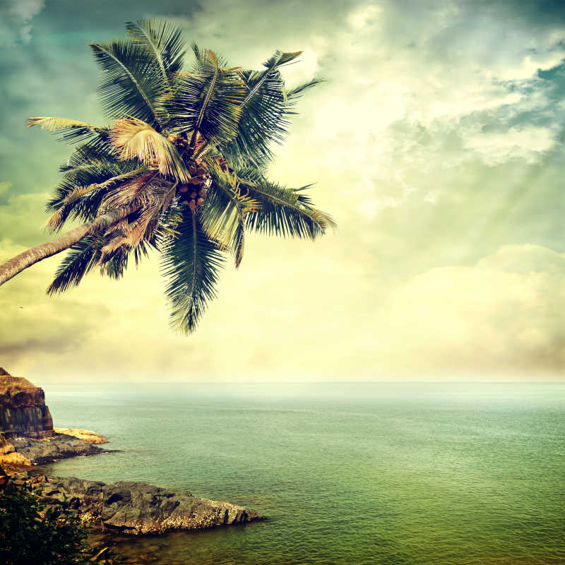 海边棕榈树复古照片