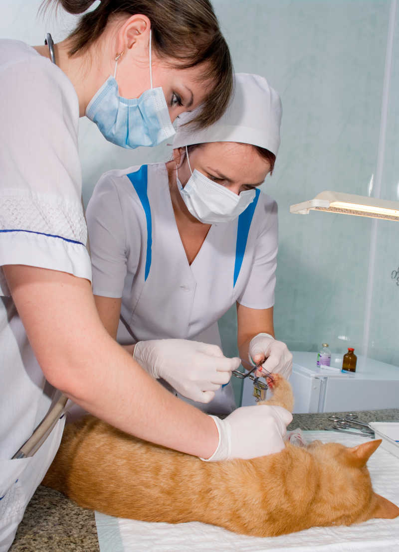 兽医治疗受伤的猫
