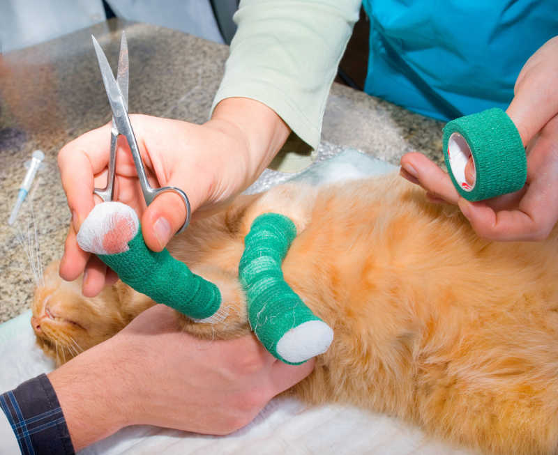 兽医治疗的受伤猫