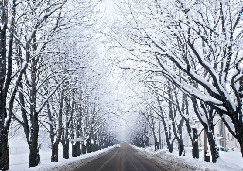 灰色冰冻树木和冬季城市道路