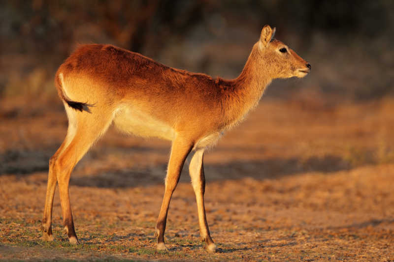 雌性红驴羚羚羊