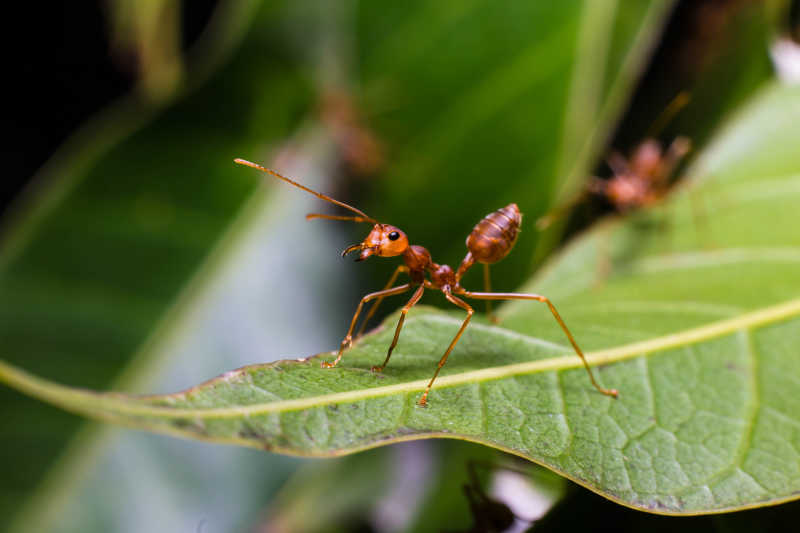树叶上的红蚂蚁