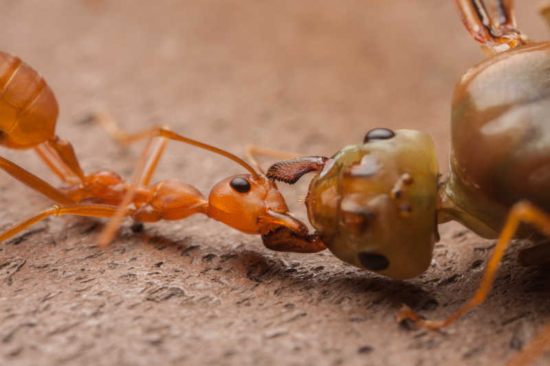 蚂蚁的斗争