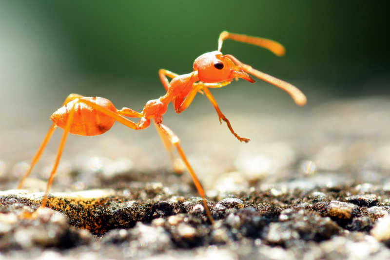 一只红蚂蚁