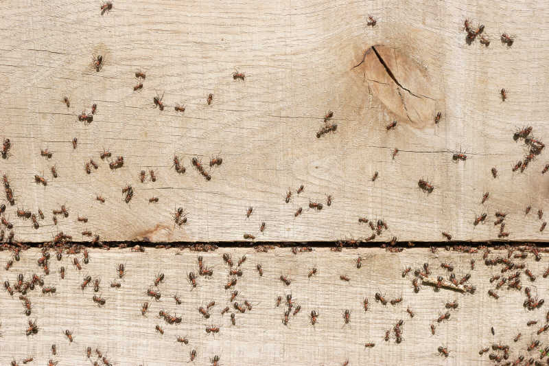 木板上的一堆蚂蚁