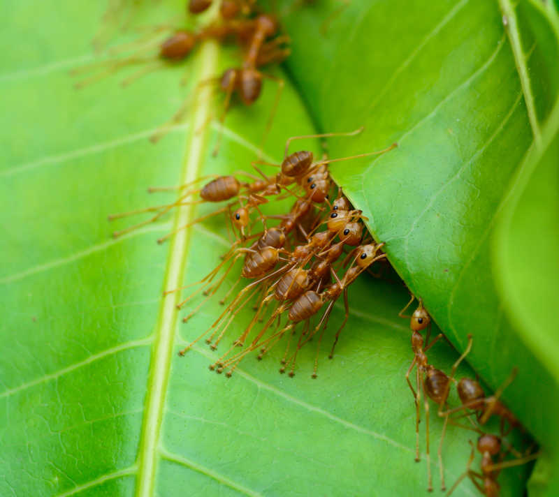 用树叶筑巢的蚂蚁