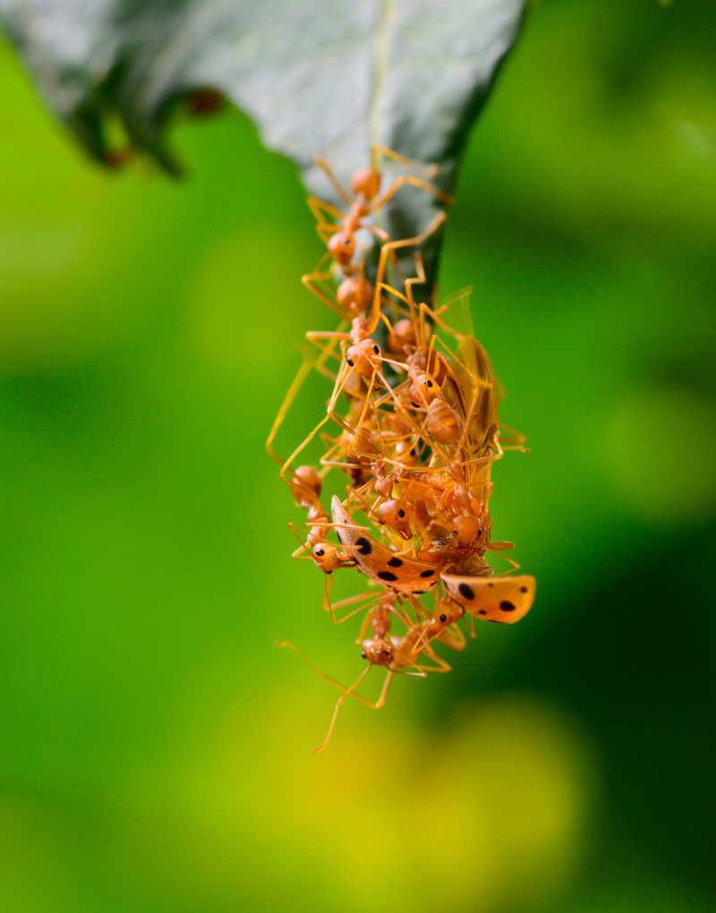 缠在一起的蚂蚁