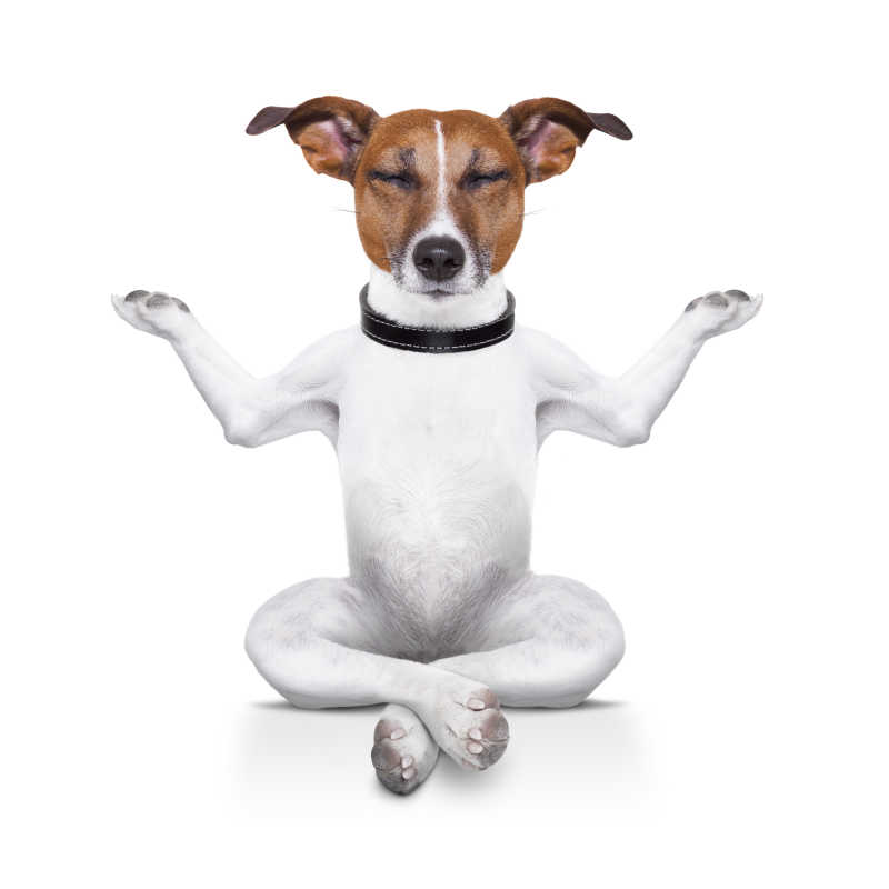 白色背景上练习瑜伽的狗狗