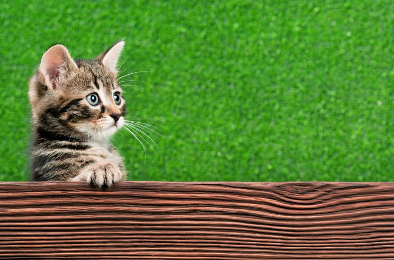 绿色背景相爱可爱的小猫咪伏在木板上