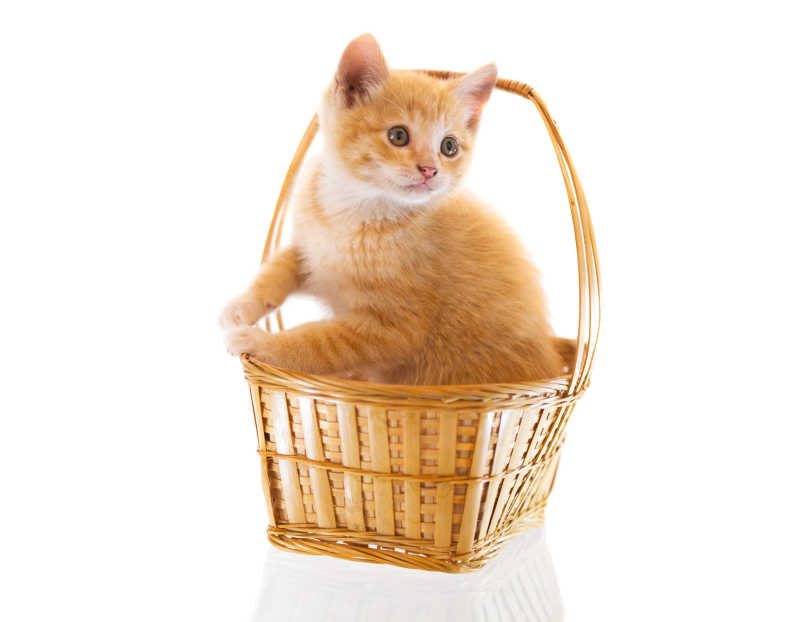 白色背景下篮子里的橙色小猫